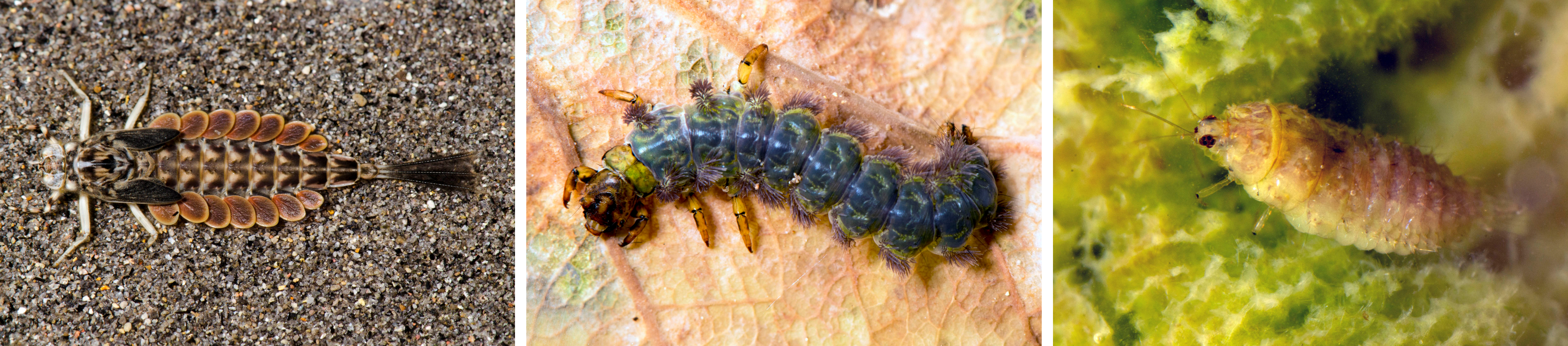 Aquatic larval forms of the mayfly Ametropus ammophilus, the free-living caddisfly Himalopsyche phryganea, and the spongillafly Climacia californica. Photos: Copyright Gregory Courtney, 2014